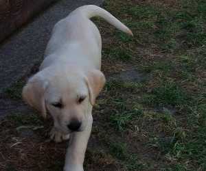 Labrador retriver